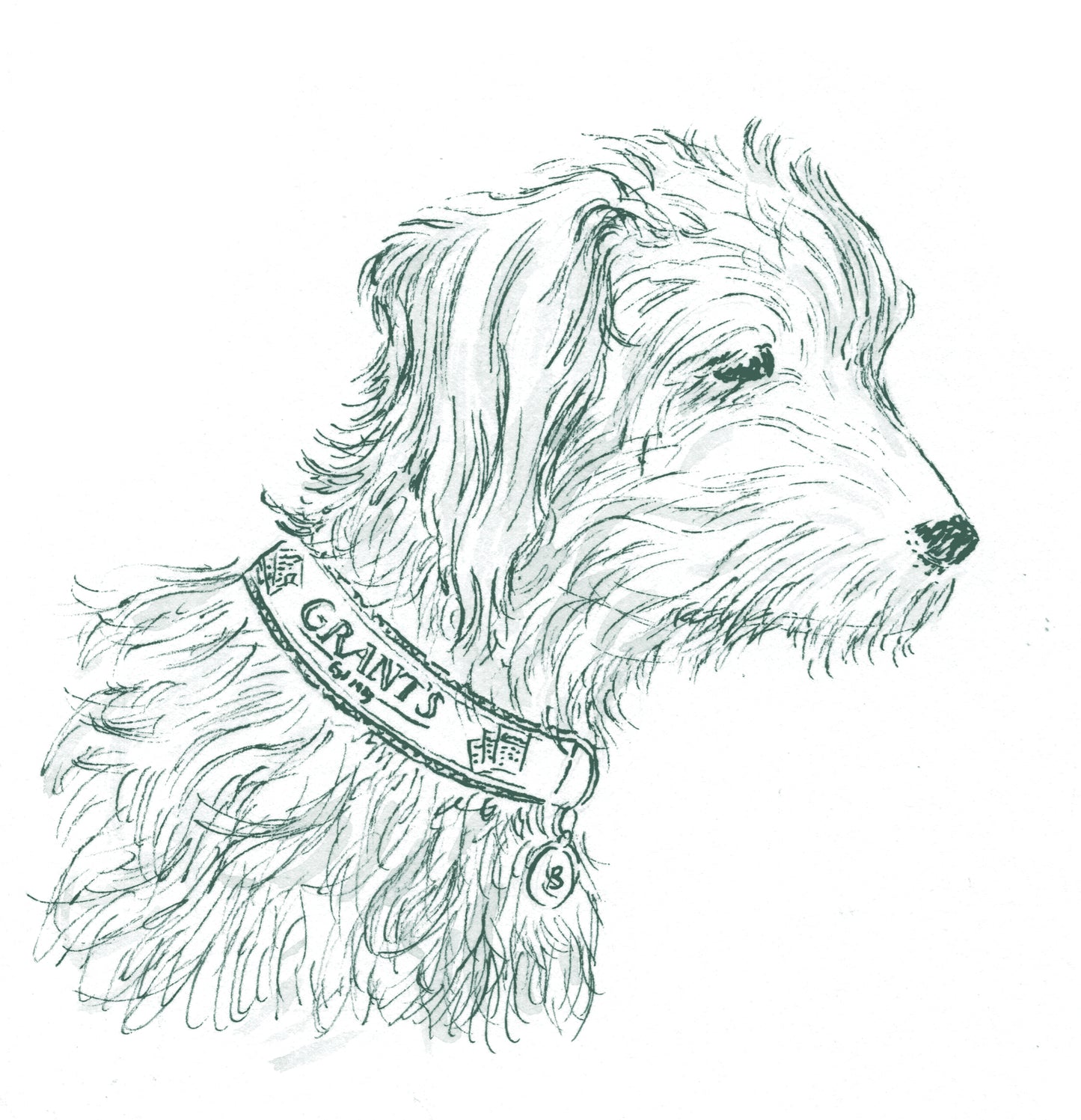 Dog collar-20% OFF